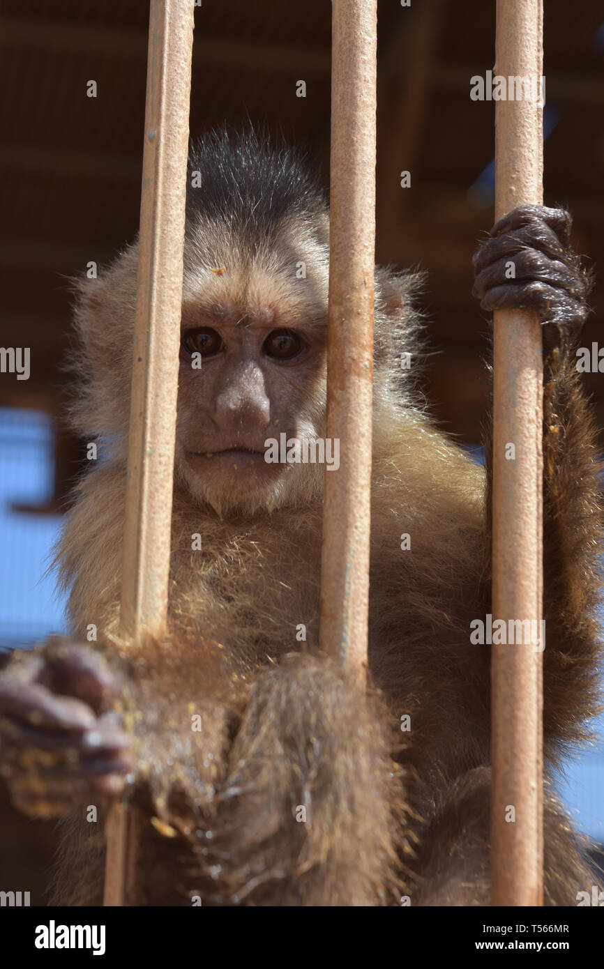 Niedlicher Kapuzineraffe Stockfotos Niedlicher Kapuzineraffe