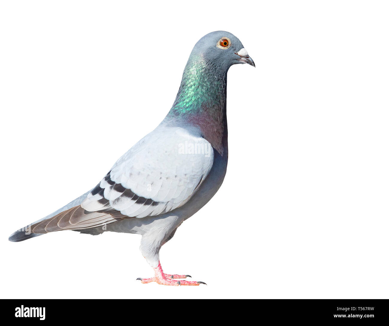 Vollständige Karosserieseite Blick auf Speed Racing Pigeon Vogel isolieren weißer Hintergrund Stockfoto