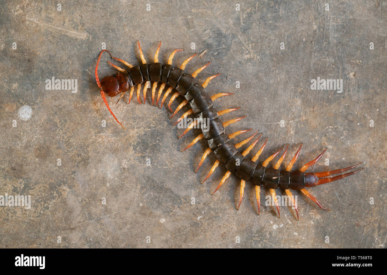 Riesige tausendfüssler oder chilopoda auf dem Zementboden Stockfoto