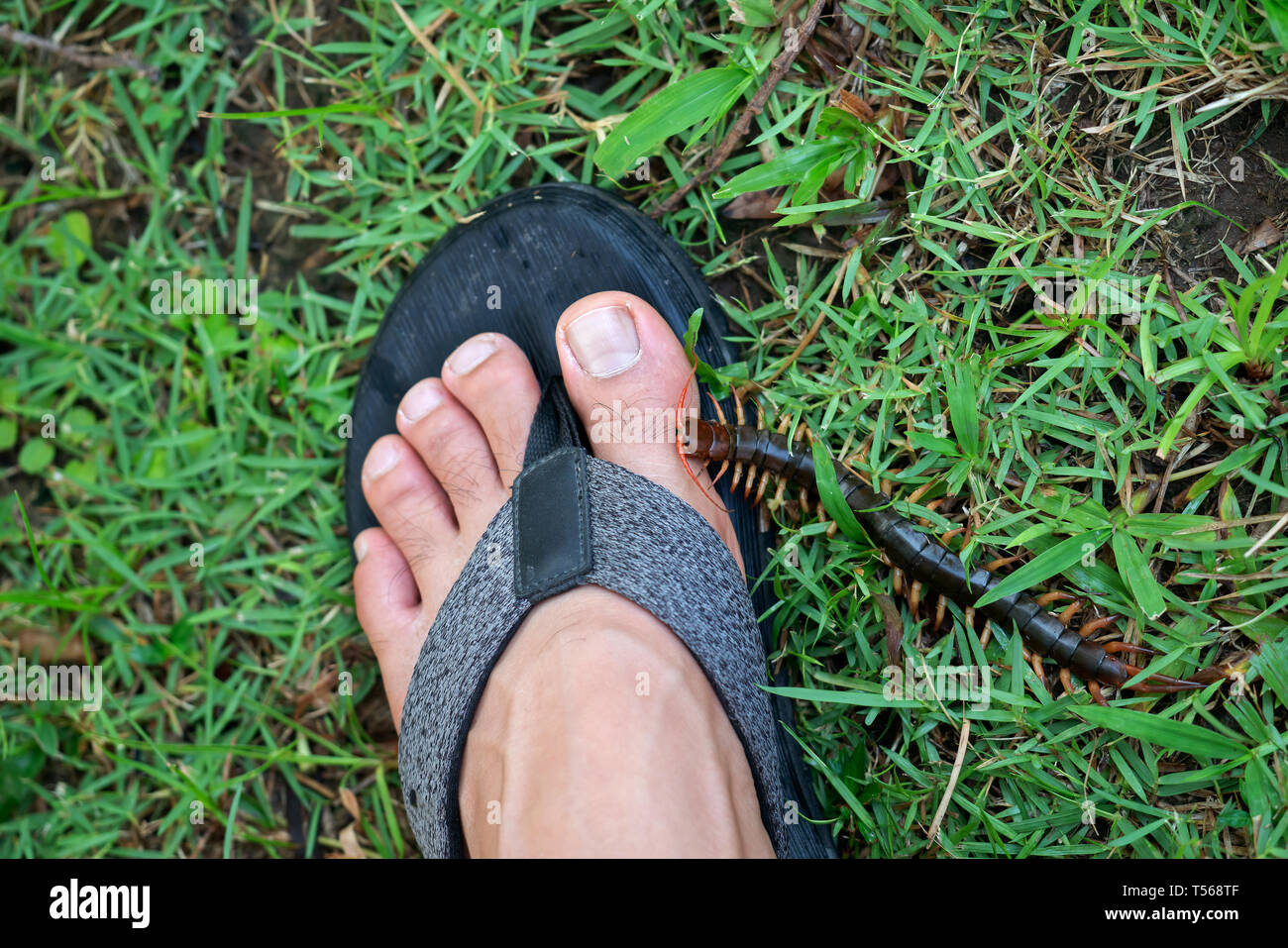 Die Menschen wurden von einem tausendfüssler auf die Beine gebissen beim Gehen in den Garten. Stockfoto