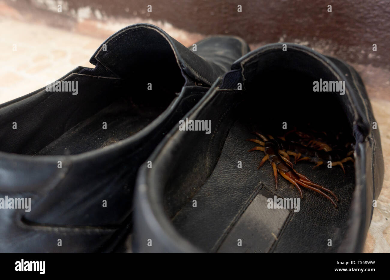 Riesige Tausendfüßler versteckt in schwarz, Leder, Schuhe Stockfotografie -  Alamy