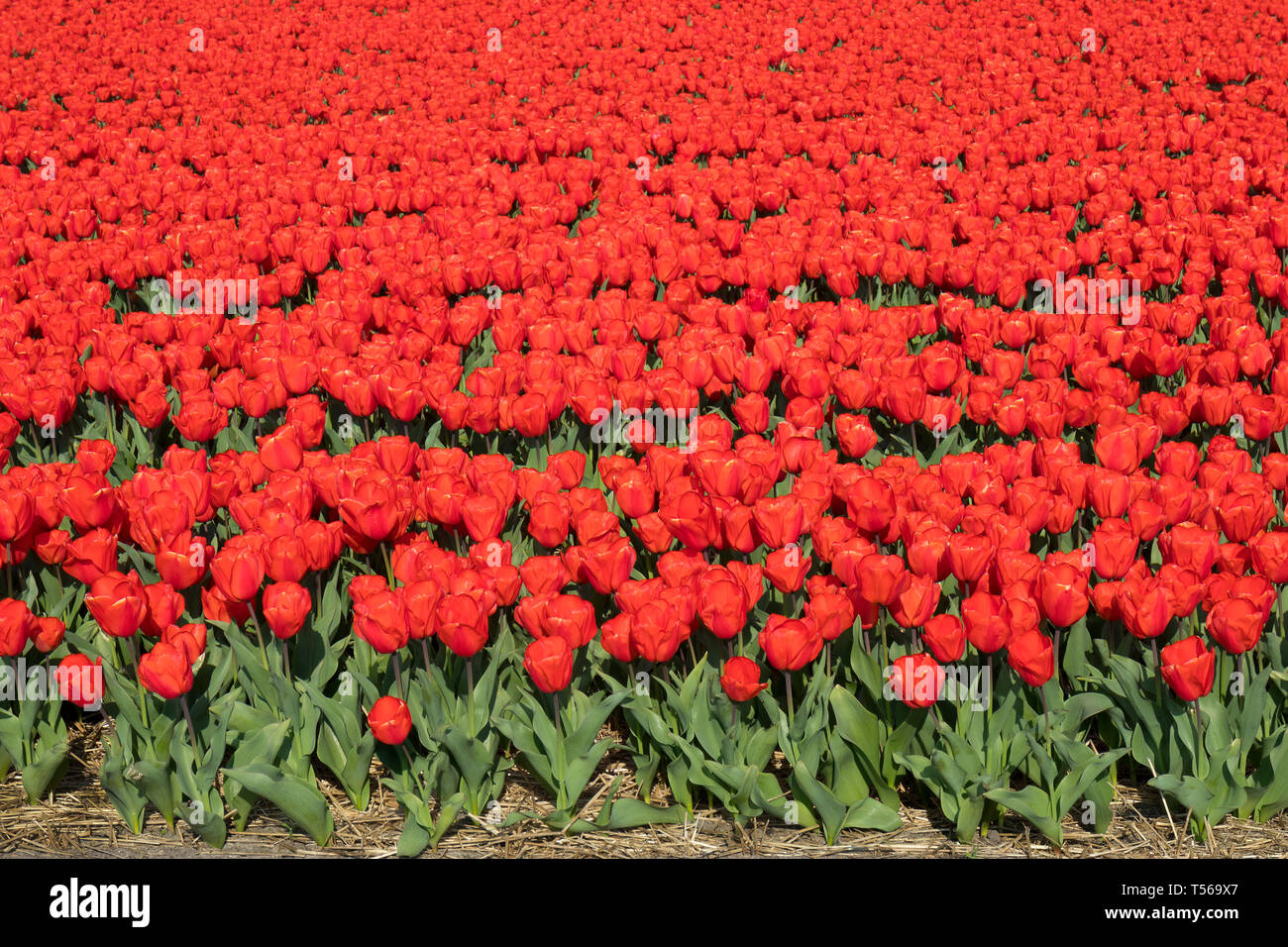 Traditionelle niederländische tulip Feld mit roten Blumen Stockfoto