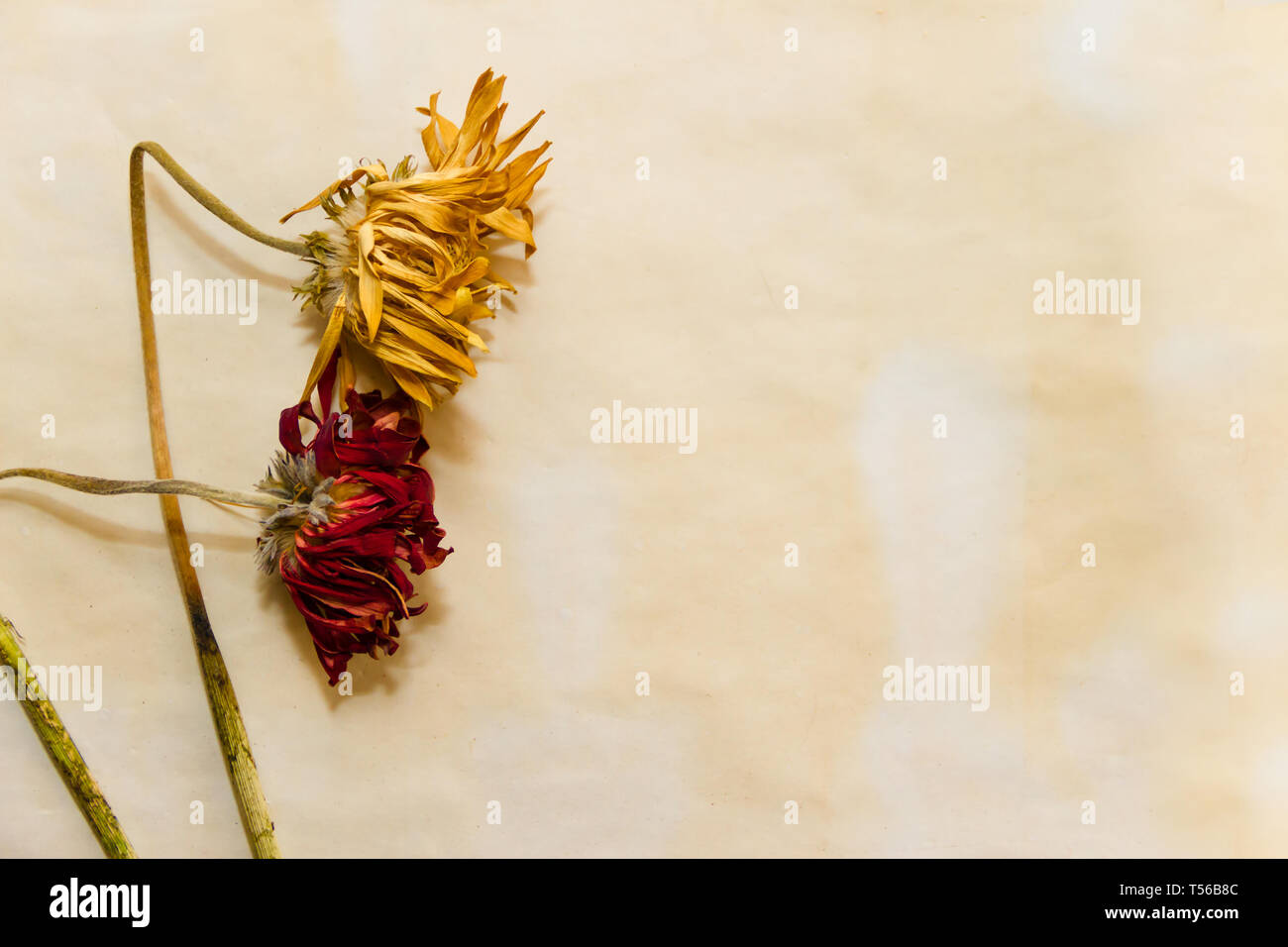 Konzept der vergehenden Zeit ohne verwelkte Blumen auf alte Papiere Stockfoto