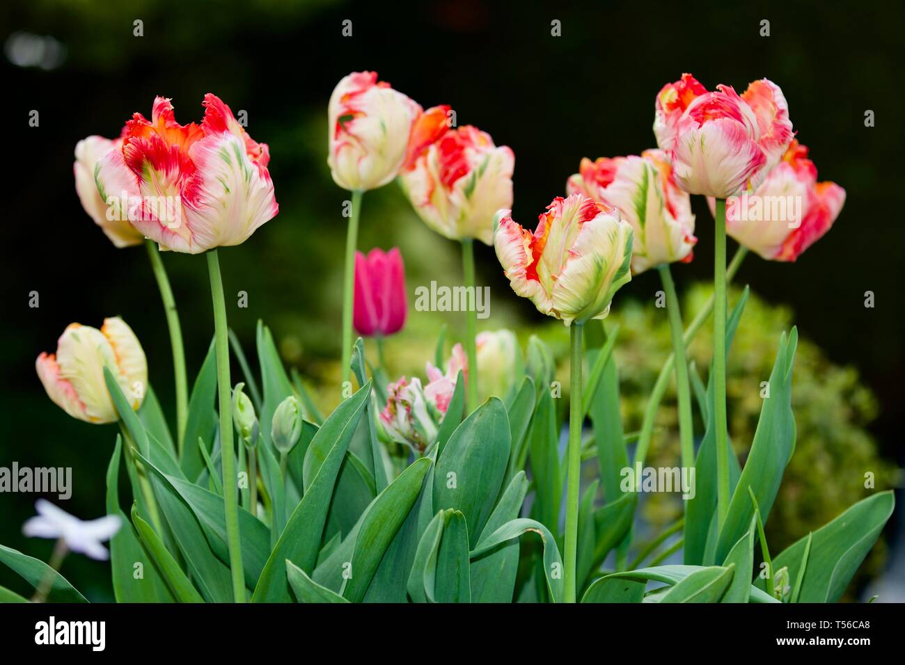 Apricot Parrot Tulip Stockfoto