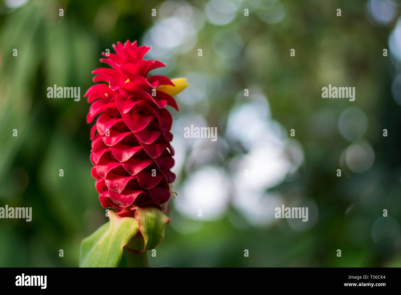 Leuchtend rote Ingwer Blume im Frühling Stockfoto