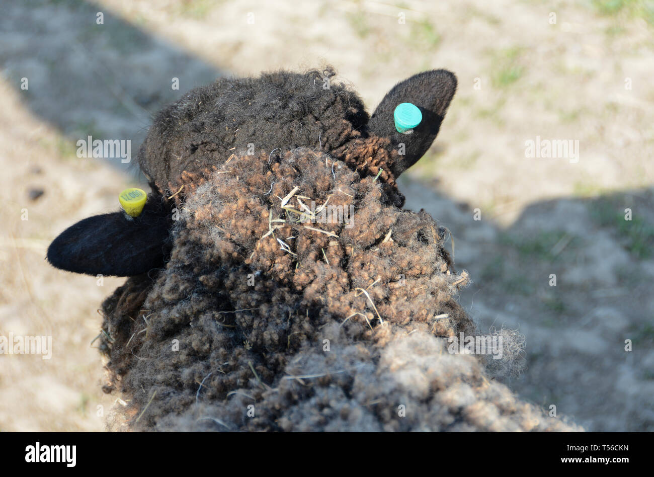 Eine Nahaufnahme von einem schwarzen Schaf mit Ohrmarken Stockfoto