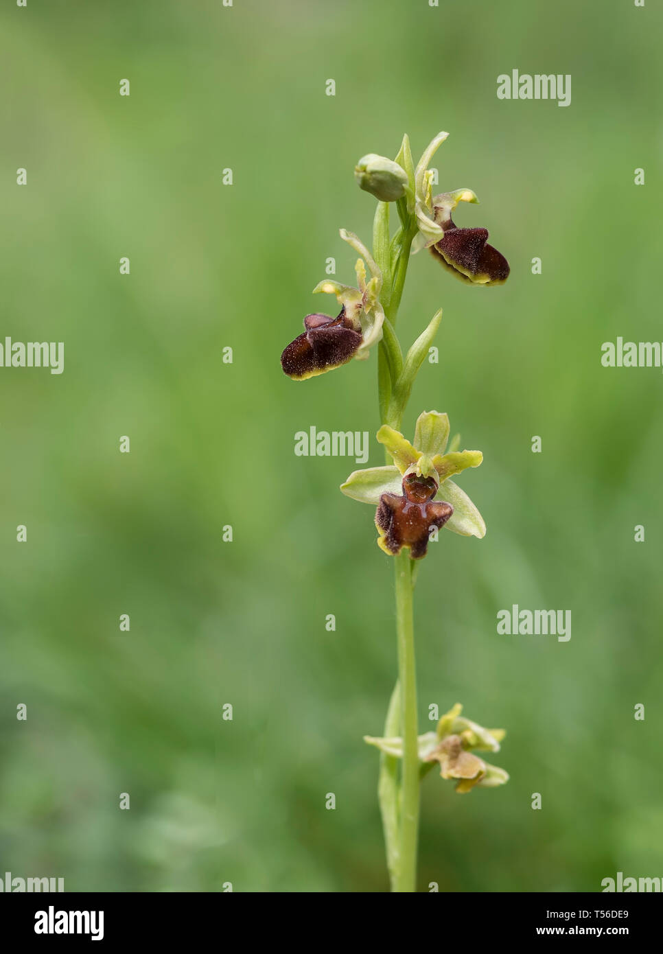 Ophrys sphegodes, aka frühen Spider-Orchidee. Stockfoto