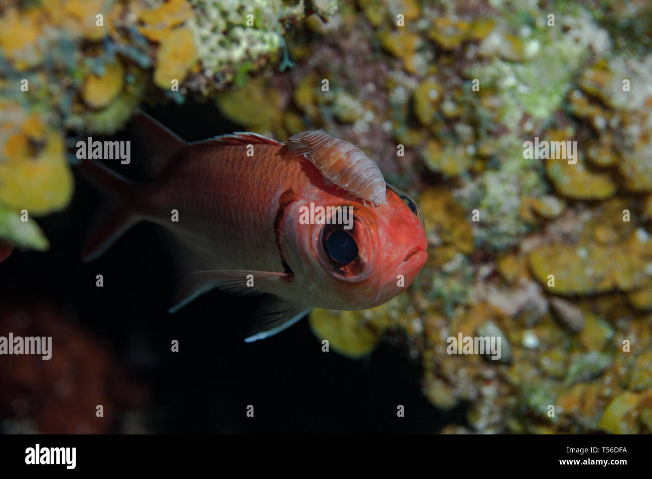 Eine gutartige scavenging Cymothoid Isopod hitching eine Fahrt auf eine Fischliste Haie bis Husaren in der Karibik. Stockfoto