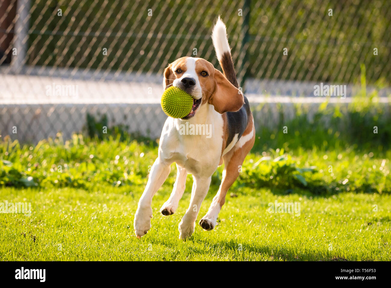 Beagle Hund Spaß im Garten draußen laufen und springen mit Ball in Richtung Kamera. Sonnigen Tag im Garten Stockfoto