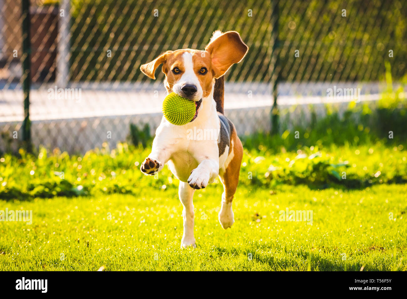Beagle Hund Spaß im Garten draußen laufen und springen mit Ball in Richtung Kamera. Sonnigen Tag im Garten Stockfoto