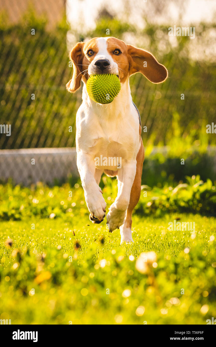 Beagle Hund Spaß im Garten draußen laufen und springen mit Ball in Richtung Kamera. Sonnigen Tag im Garten Stockfoto