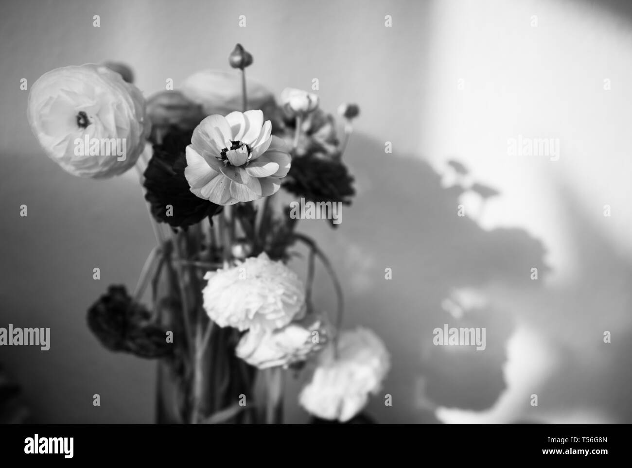 Schöne ranunkeln Blumenstrauß Blume in der Vase gegen weiße Wand mit Schatten der Blume von warmen Sommer hell, Schwarz und Weiß Stockfoto