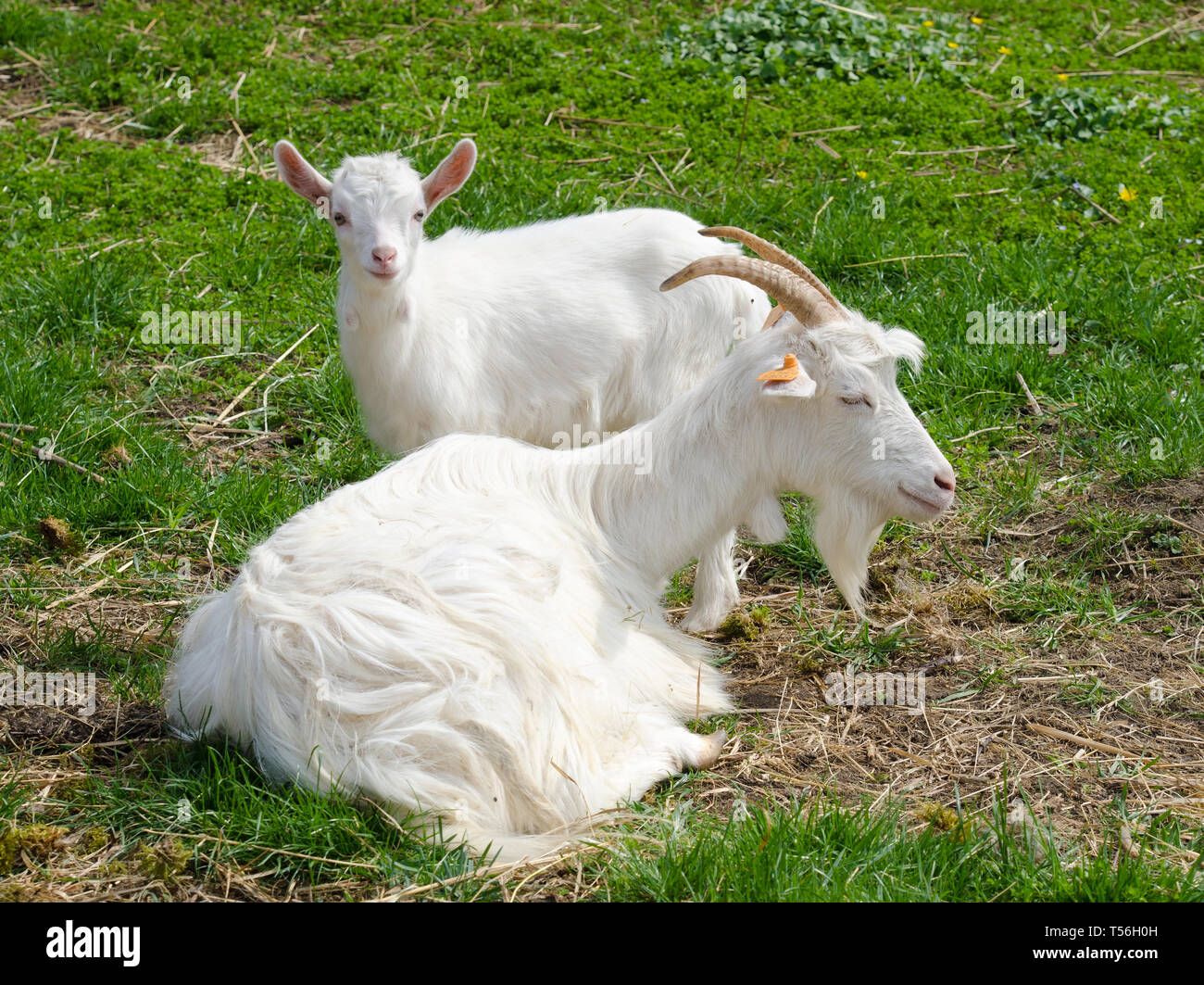 Ein blauäugiger Weißer baby Ziege und ihre Mutter auf einem Hintergrund von Gras und Blumen. Stockfoto
