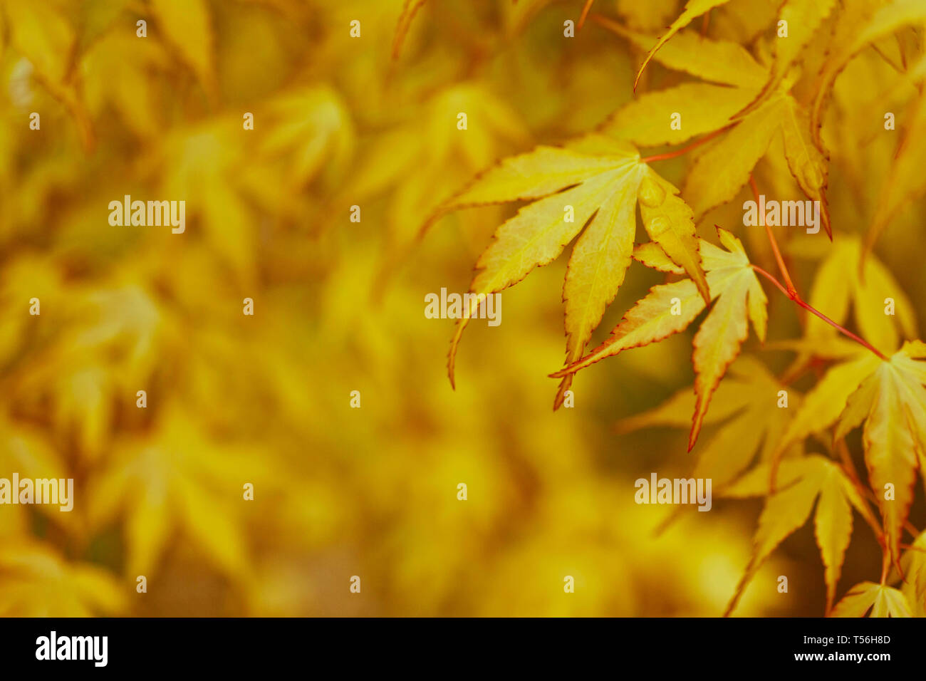 Natur-Hintergrund mit hellen Herbst Blätter auf Korallen Rinde japanischer Ahorn Stockfoto