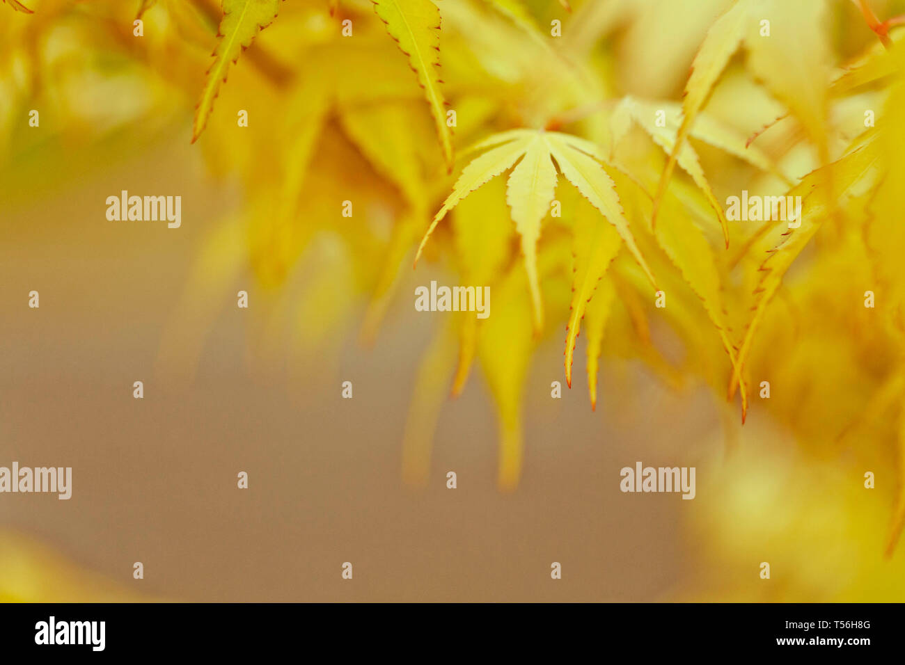 Natur-Hintergrund mit hellen Herbst Blätter auf Korallen Rinde japanischer Ahorn Stockfoto