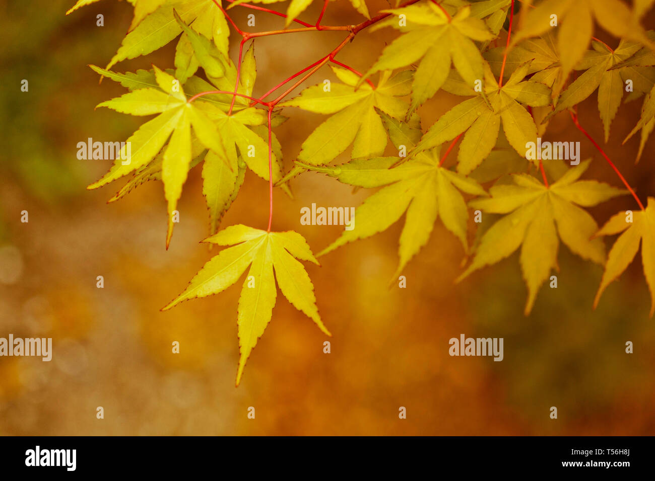 Natur-Hintergrund mit hellen Herbst Blätter auf Korallen Rinde japanischer Ahorn Stockfoto