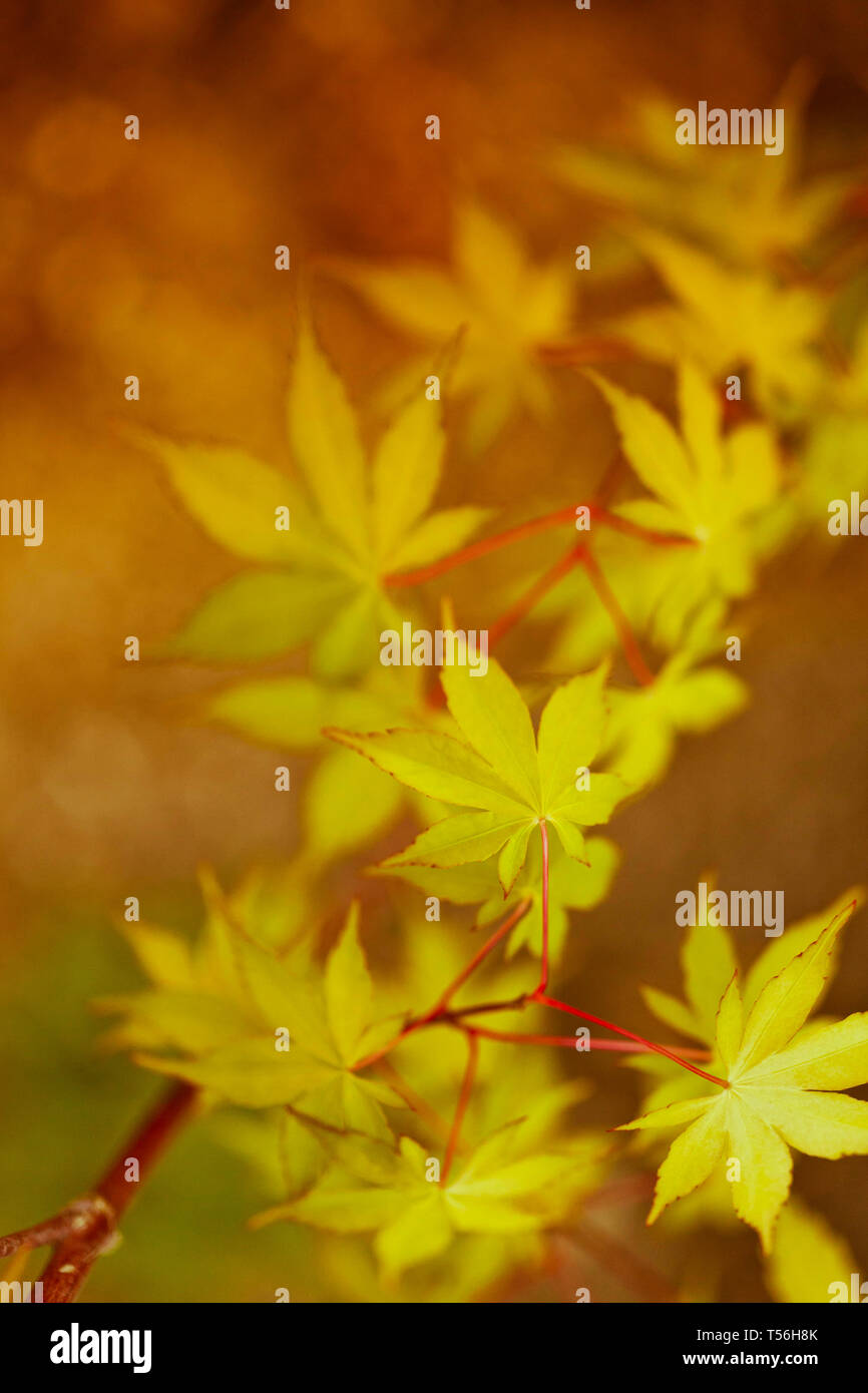 Natur-Hintergrund mit hellen Herbst Blätter auf Korallen Rinde japanischer Ahorn Stockfoto