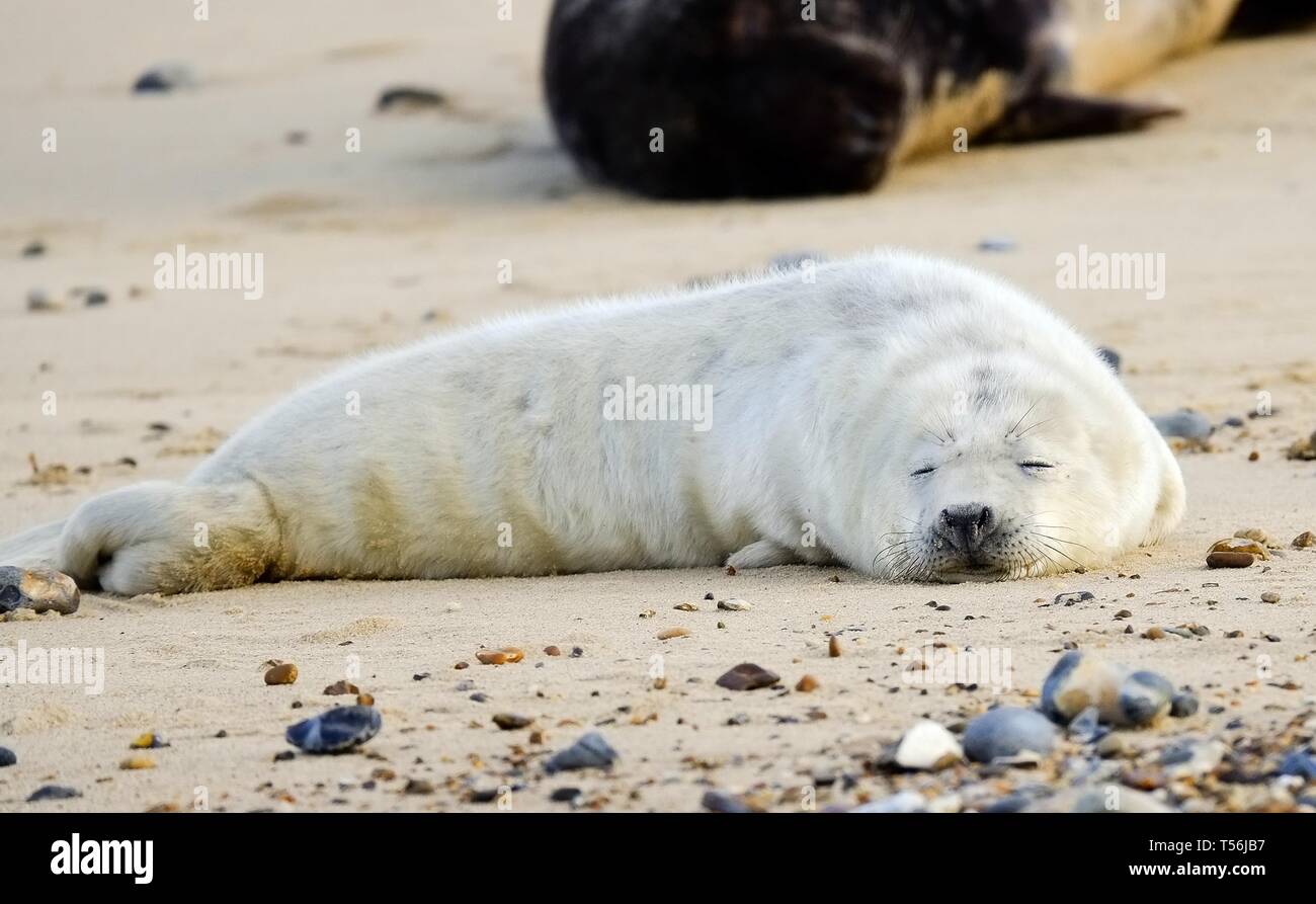 Dichtung an einem Sandstrand in Horsey, Norfolk, Großbritannien Stockfoto