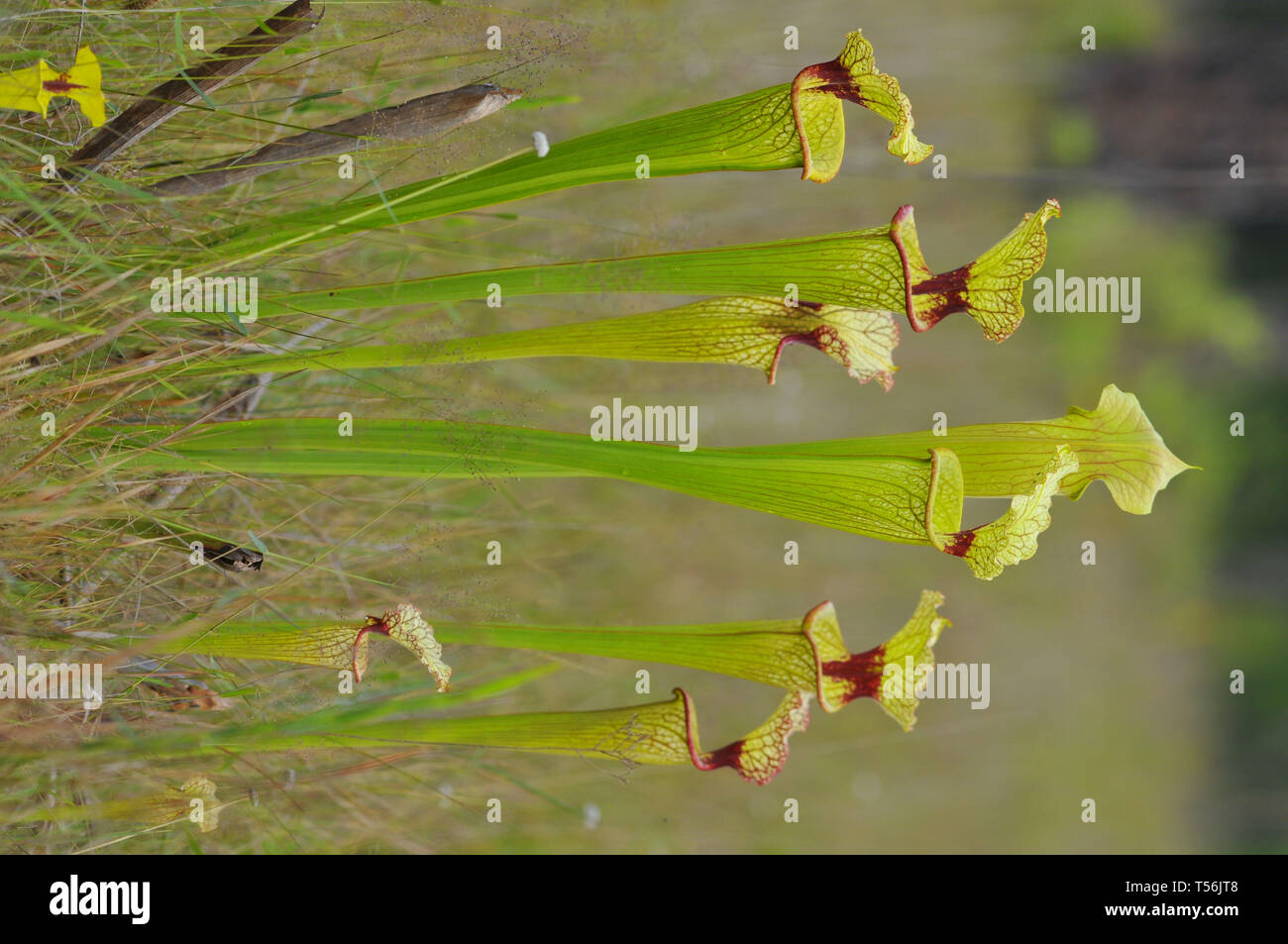 Kannenpflanze, Sarracenia Stockfoto