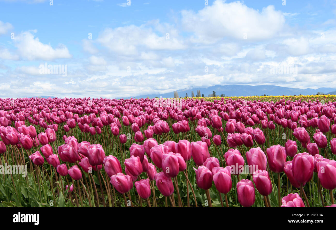 Hell lila Tulpen in einem Feld mit einem blauen und Wolke bedeckte Himmel im Hintergrund Stockfoto