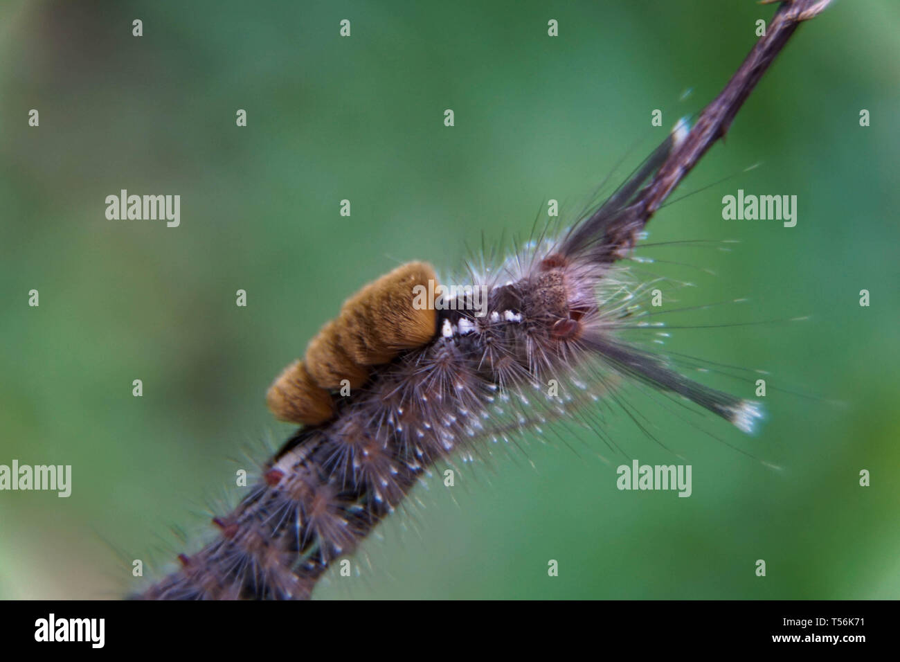 In der Nähe der Motte Caterpillar, haarige Raupe mit unscharfen Hintergrund isoliert Stockfoto