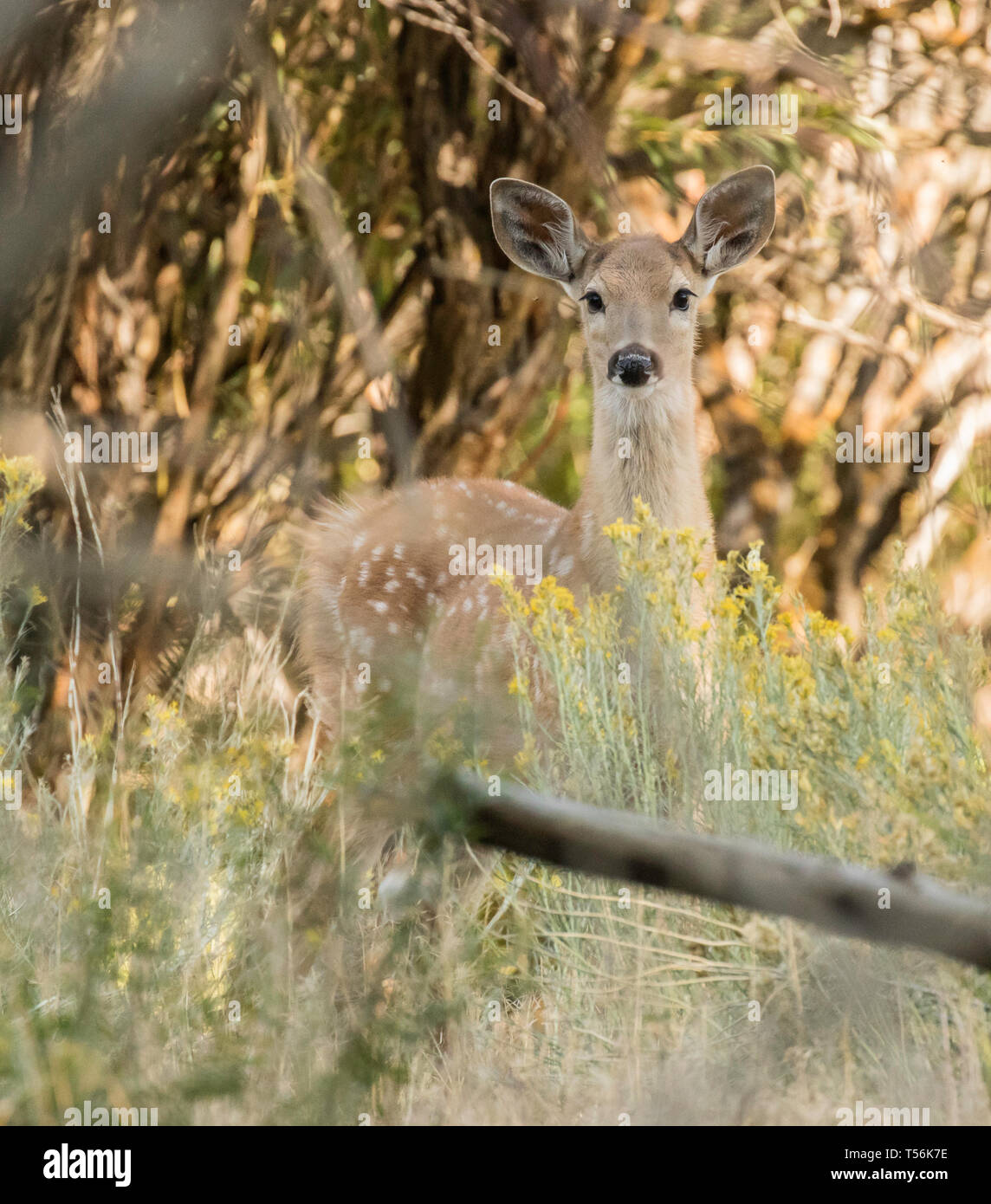 Whitetail Doe Stockfoto