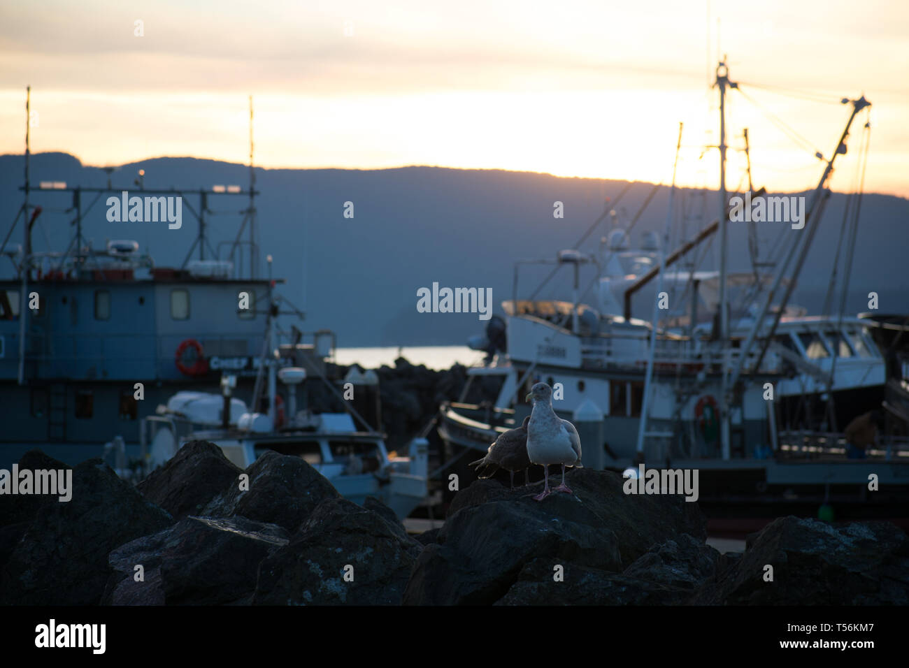 Helle Sonnenaufgang auf die Marina mit Möwen auf den Felsen Stockfoto