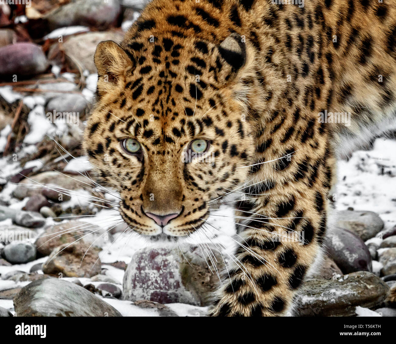 Die Amur Leopard ist ein Leopard Unterarten von SE NE Russland und China. Es ist vom Aussterben bedroht, seit 1996 mit 70 Erwachsenen in der wilden Links. Stockfoto