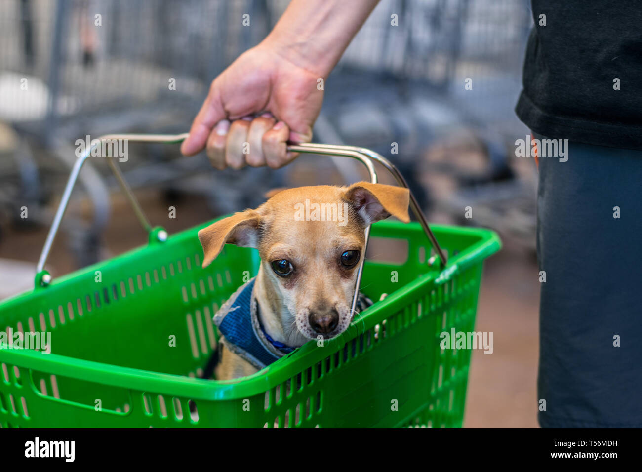 Hund im grünen Lebensmittelgeschäft Korb sitzen in Kasse Stockfoto