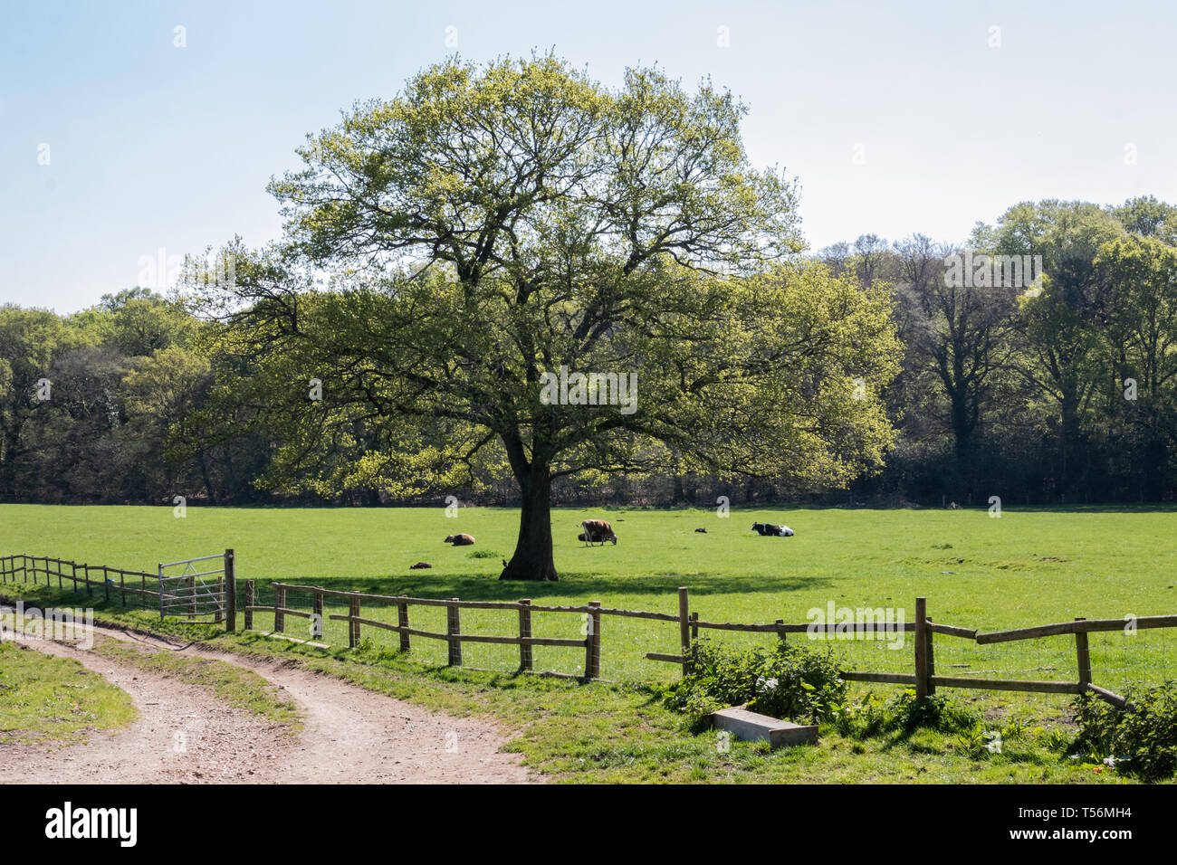 Ein einzelner Baum in der englischen Landschaft mit Kühen im Schatten ausruhen Stockfoto