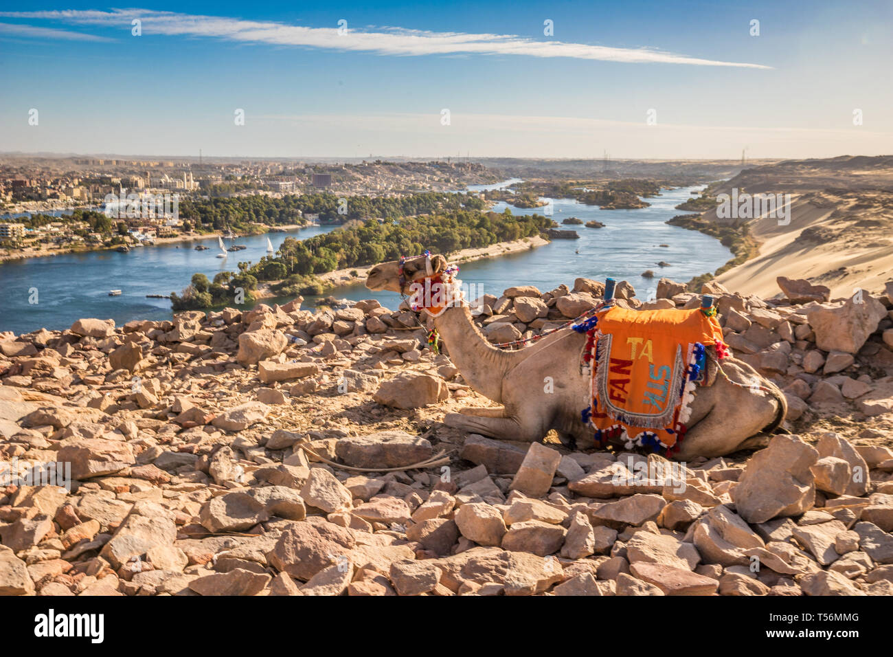 Schöne Kamel in der Nil in Ägypten Stockfoto