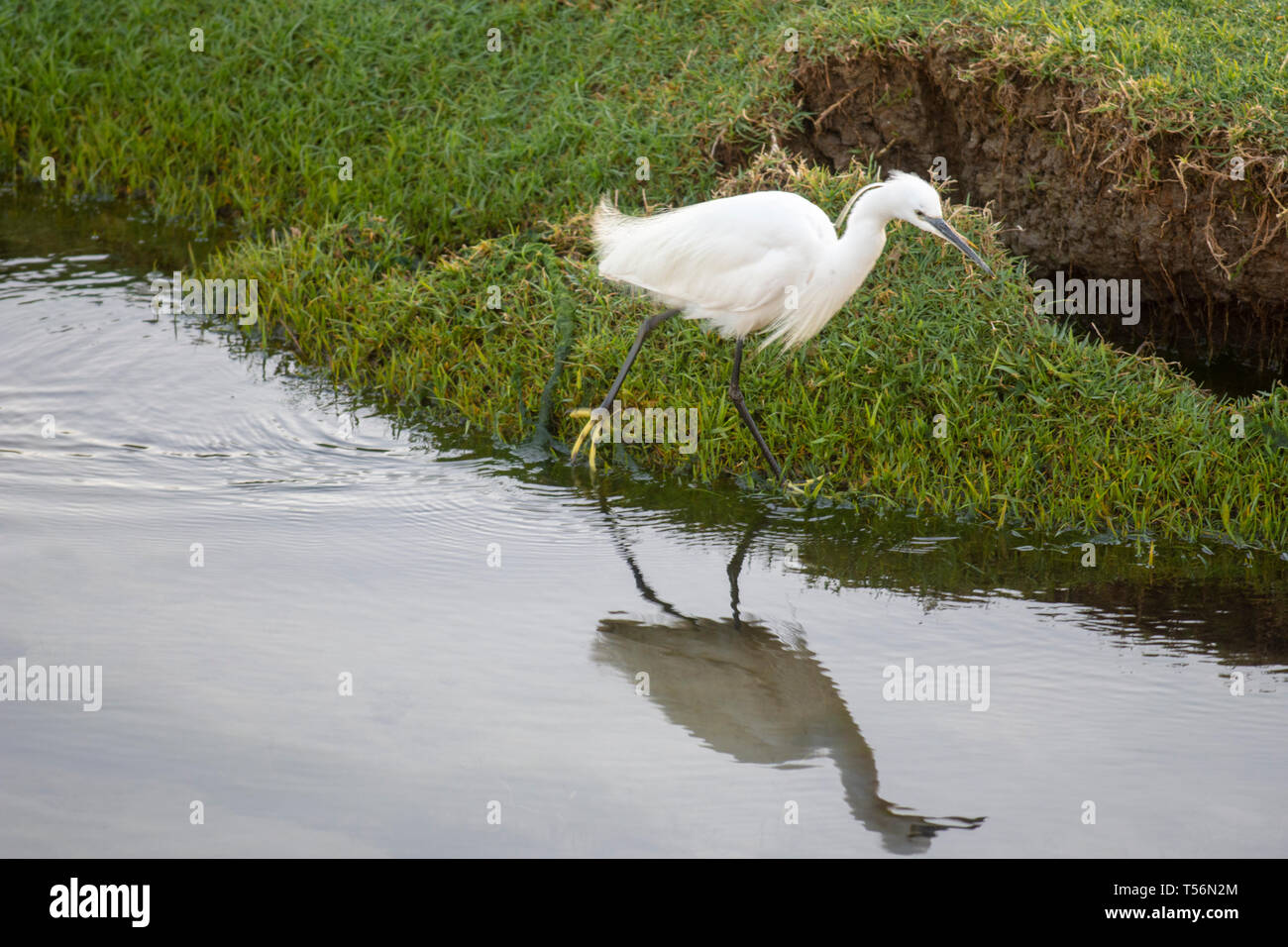 Ein kleiner reiher vogel mit charakteristischen gelben Füße Spaziergänge an den Ufern des Nil in Assuan Governate, Ägypten. Stockfoto