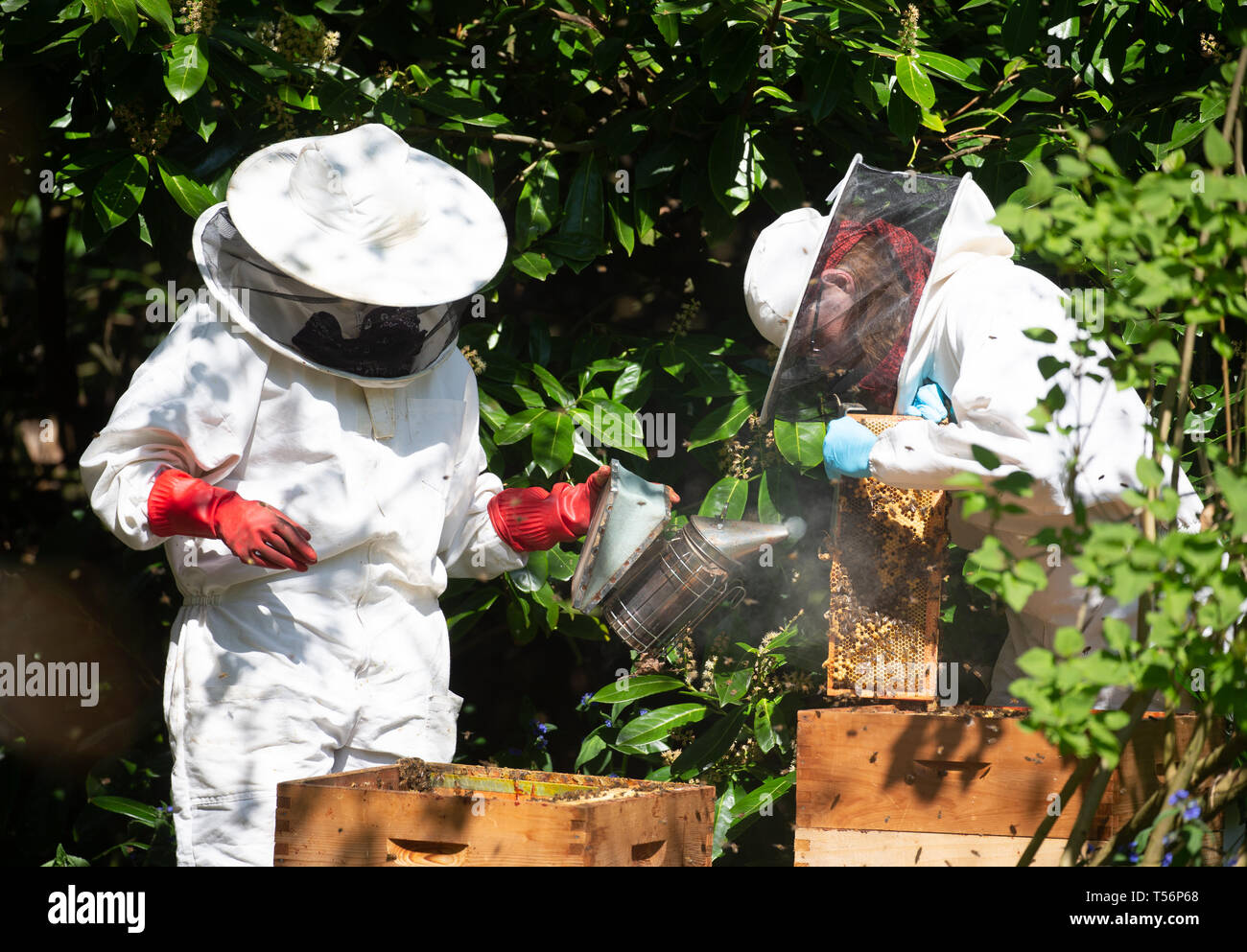 Imker neigen dazu, ihre Bienenstöcke in Suffolk, England. Sie Rauch leicht sedieren, die Bienen, um sie zu beruhigen. Stockfoto