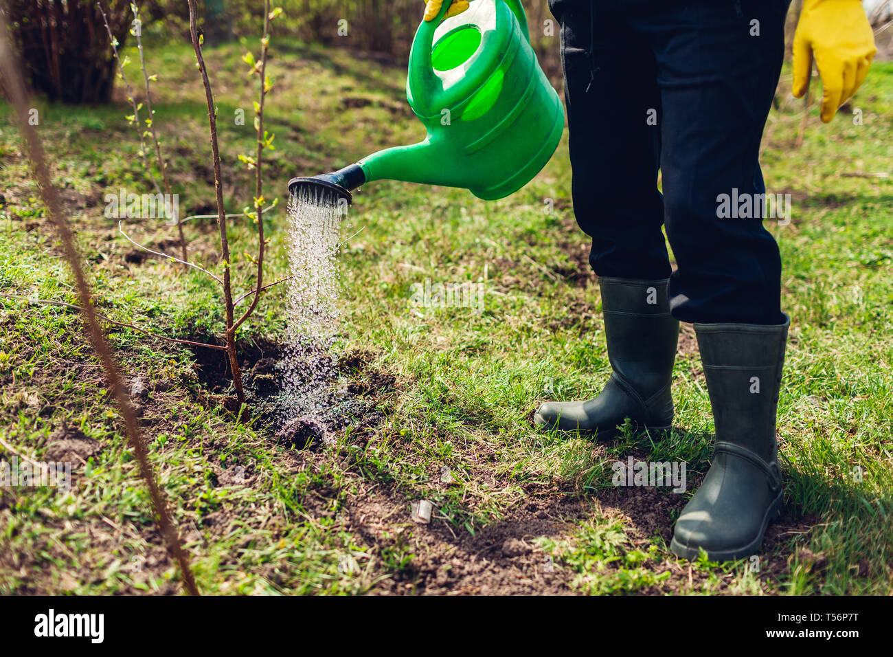 Landwirt Bewässerung Baum mit einem können. Gärtner pflanzen Baum im Frühling Garten. Tag der Erde Stockfoto