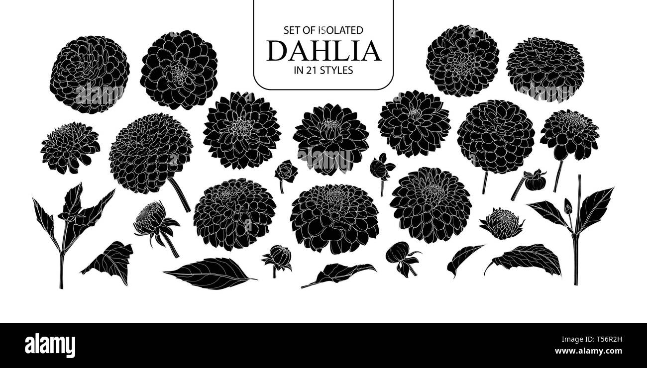 Eingestellt von isolierten silhouette Dahlie in 21 Arten. Süße Hand gezeichnet Blume Vector Illustration in weißer Umriss und schwarzen Flugzeug auf weißem Hintergrund. Stock Vektor