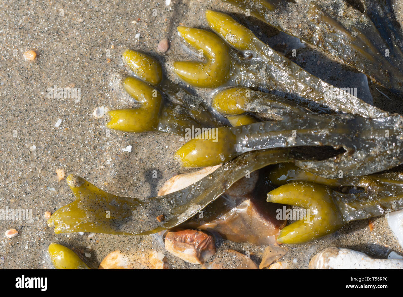 Nahaufnahme der blasentang (Blase Rack) Algen Arten (Fucus vesiculosus) an einem Sandstrand, Großbritannien Stockfoto