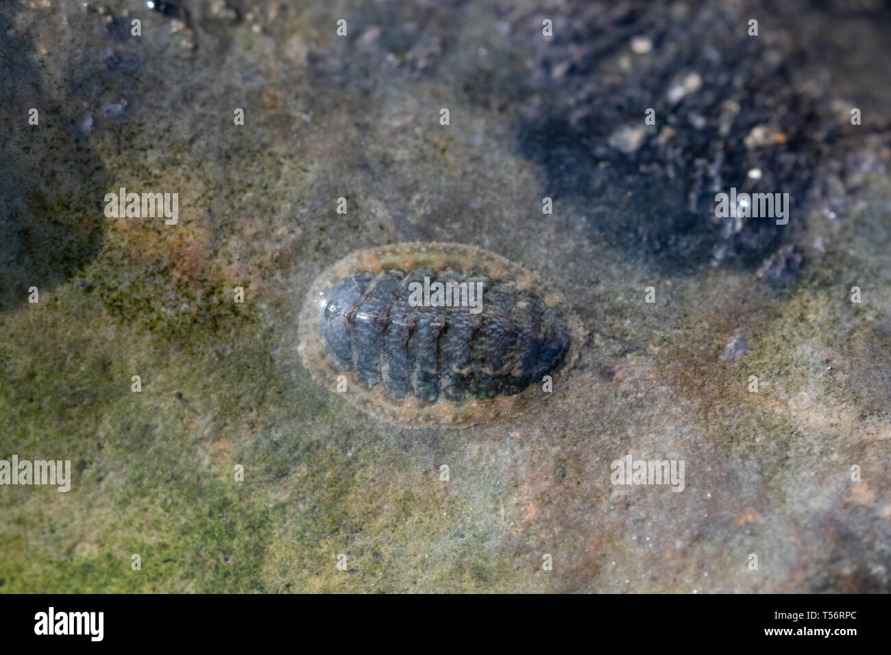 Nahaufnahme einer Chiton (Acanthochitona sp.) auf einem Felsen befestigt, eine Spezies der Meeresflora und -fauna, Großbritannien Stockfoto