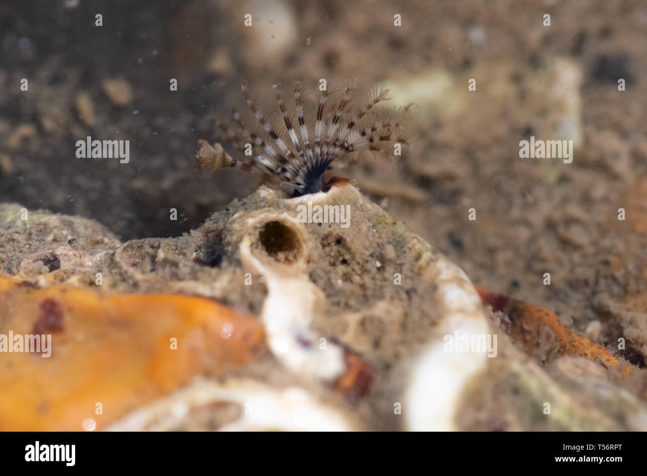 Kalkhaltige tubeworm oder Lüfter Wurm mit gefiederten Fütterung Tentakel in der Gezeitenzone an Hill Head in der Nähe von Fareham, Großbritannien. Marine Wildlife. Stockfoto