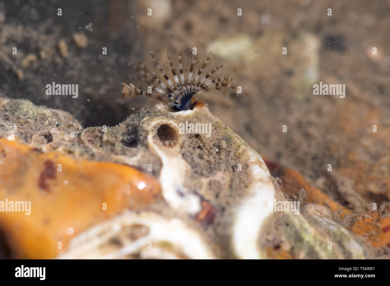 Kalkhaltige tubeworm oder Lüfter Wurm mit gefiederten Fütterung Tentakel in der Gezeitenzone an Hill Head in der Nähe von Fareham, Großbritannien. Marine Wildlife. Stockfoto