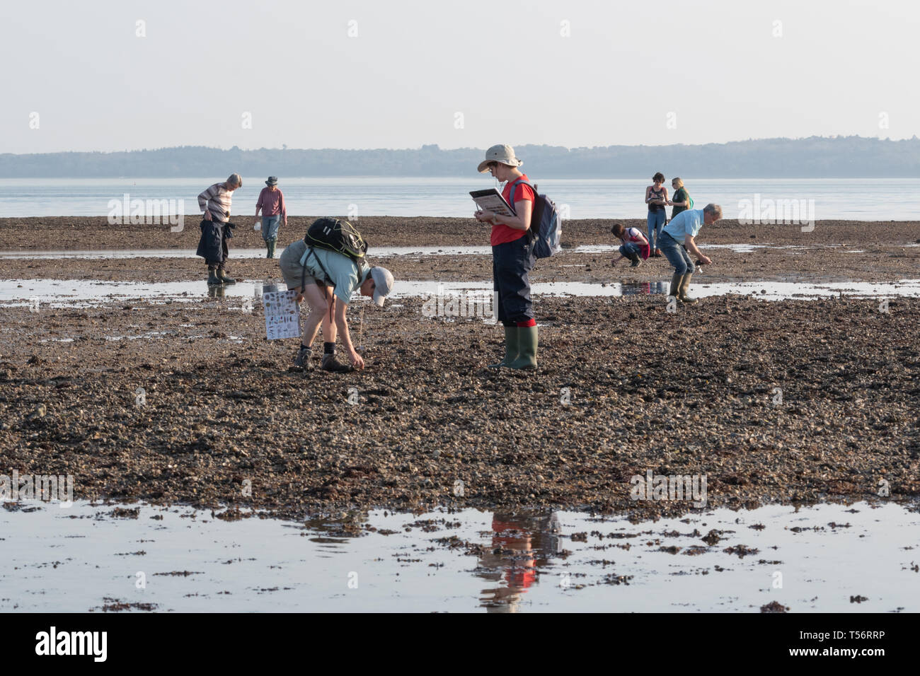 Naturschutz freiwillige Durchführung einer intertidal Umfrage der Meeresflora und -fauna am Strand von Hill Head, Großbritannien Stockfoto