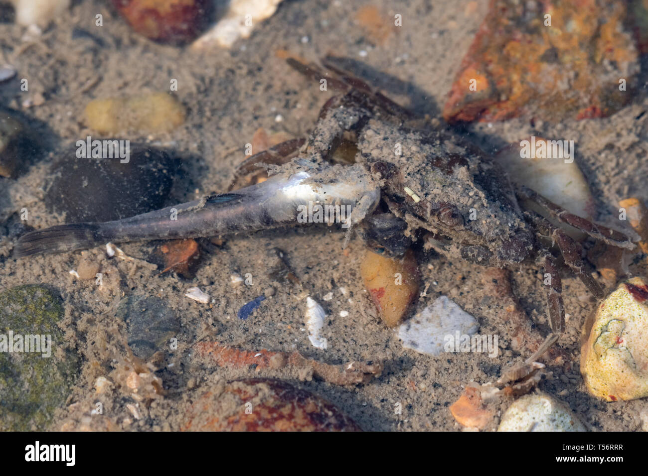 Shore Crab (Carcinus maenas) mit Fisch Beute. Marine Wildlife, UK. Stockfoto