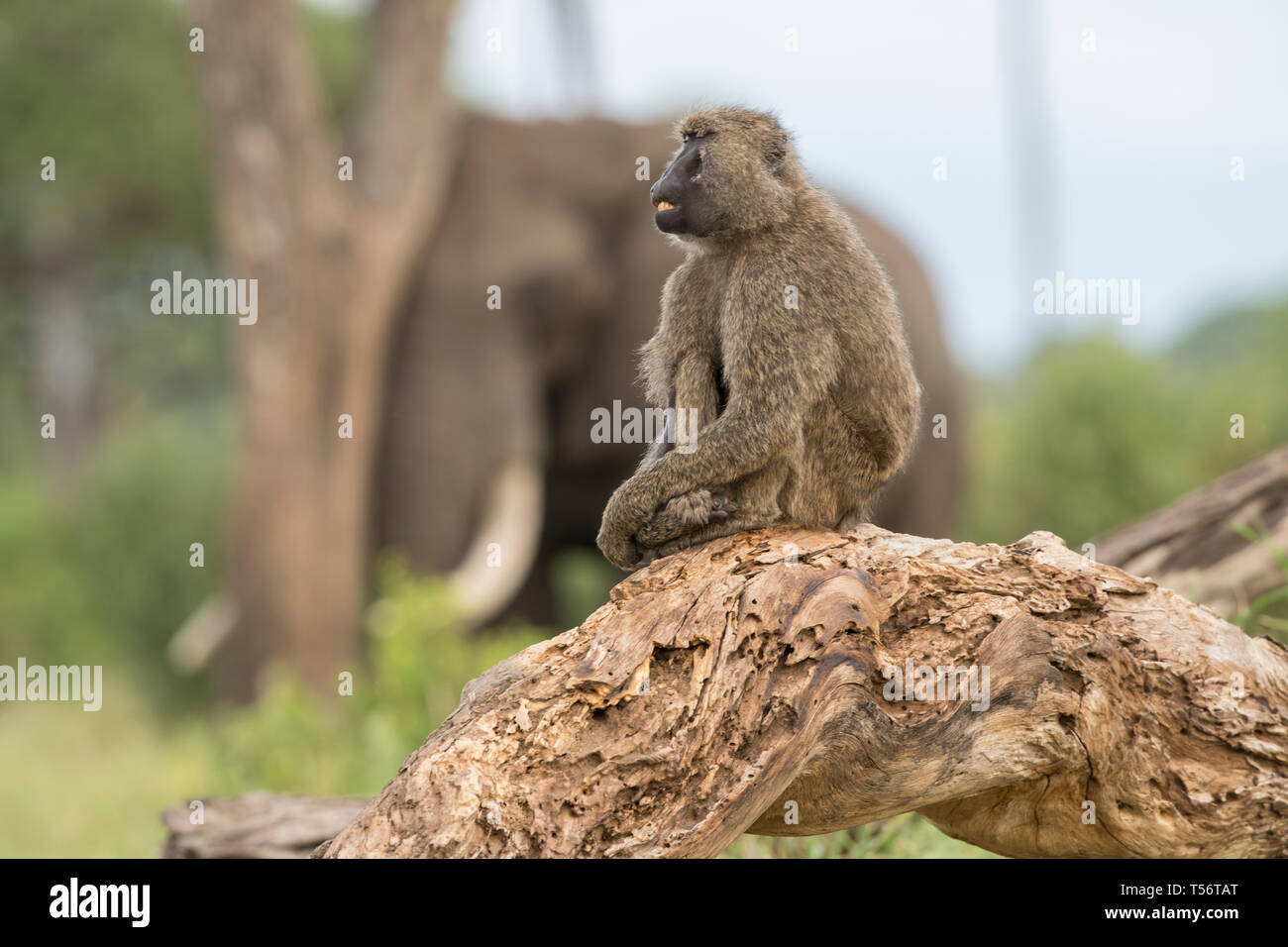 Baboon sitzt auf Zweig mit Elefanten im Hintergrund, Tansania Stockfoto