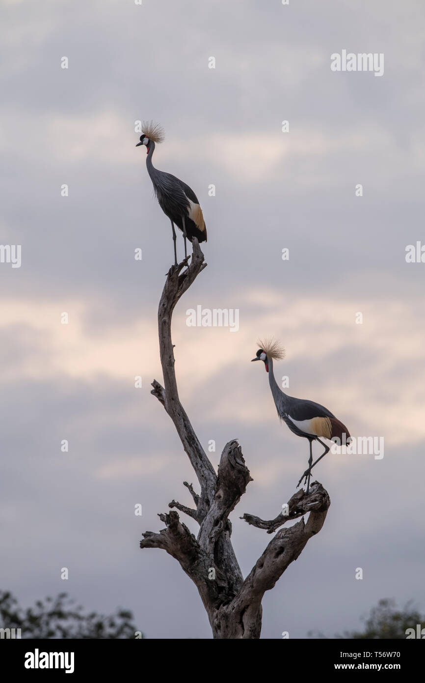 Zwei graue gekrönt Krane auf einen Baumstumpf, Tansania Stockfoto