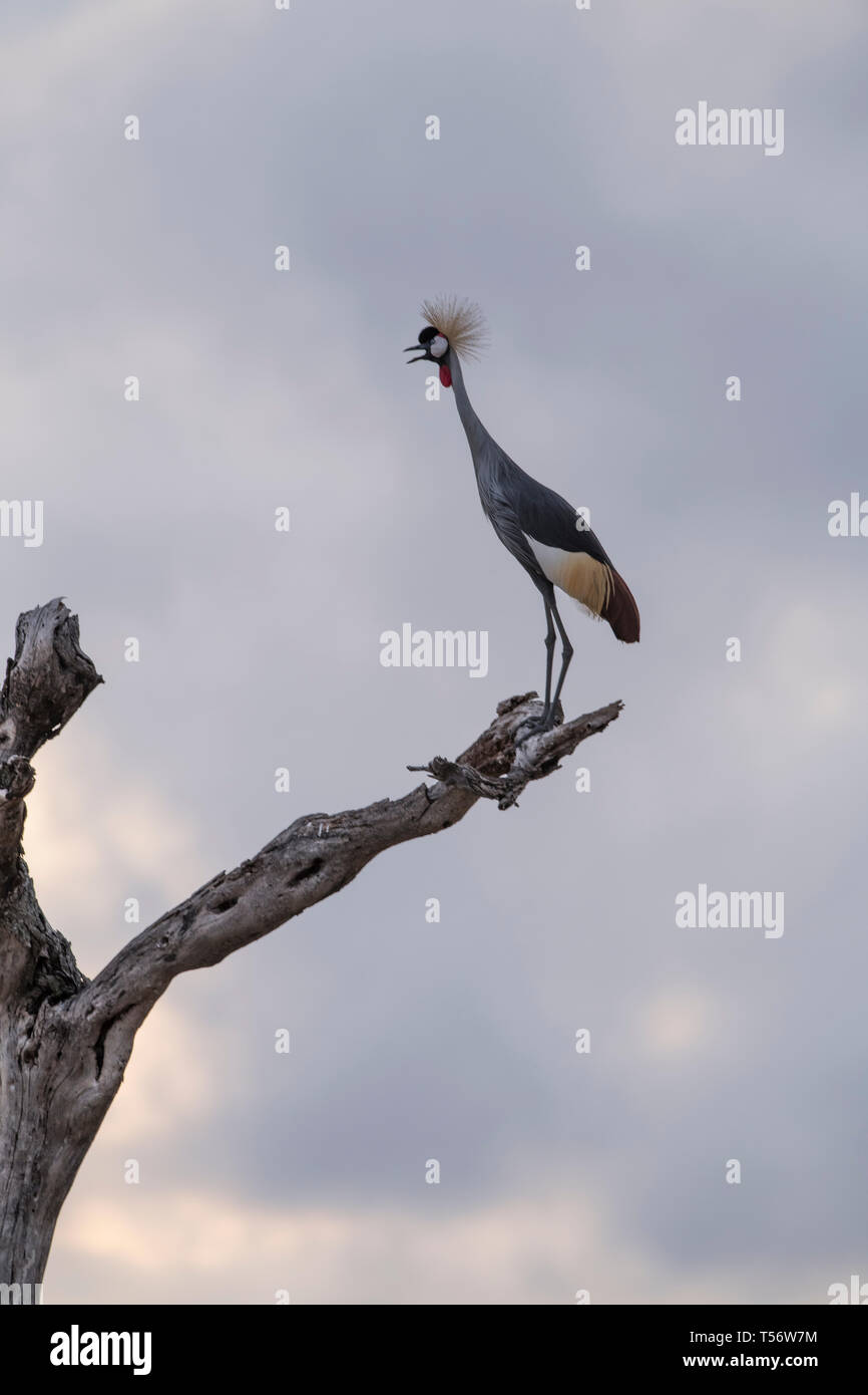 Zwei graue gekrönt Krane auf einen Baumstumpf, Tansania Stockfoto