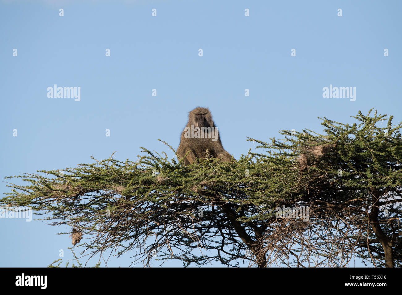 Pavian saß oben auf der Akazie, Tansania Stockfoto