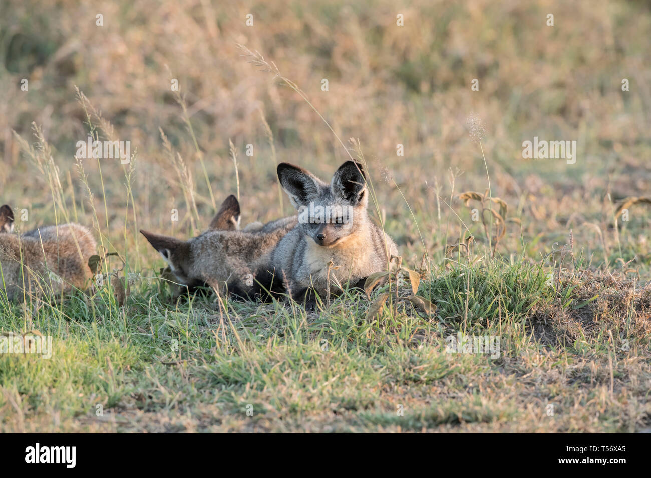 Bat-eared Fox, Tansania Stockfoto