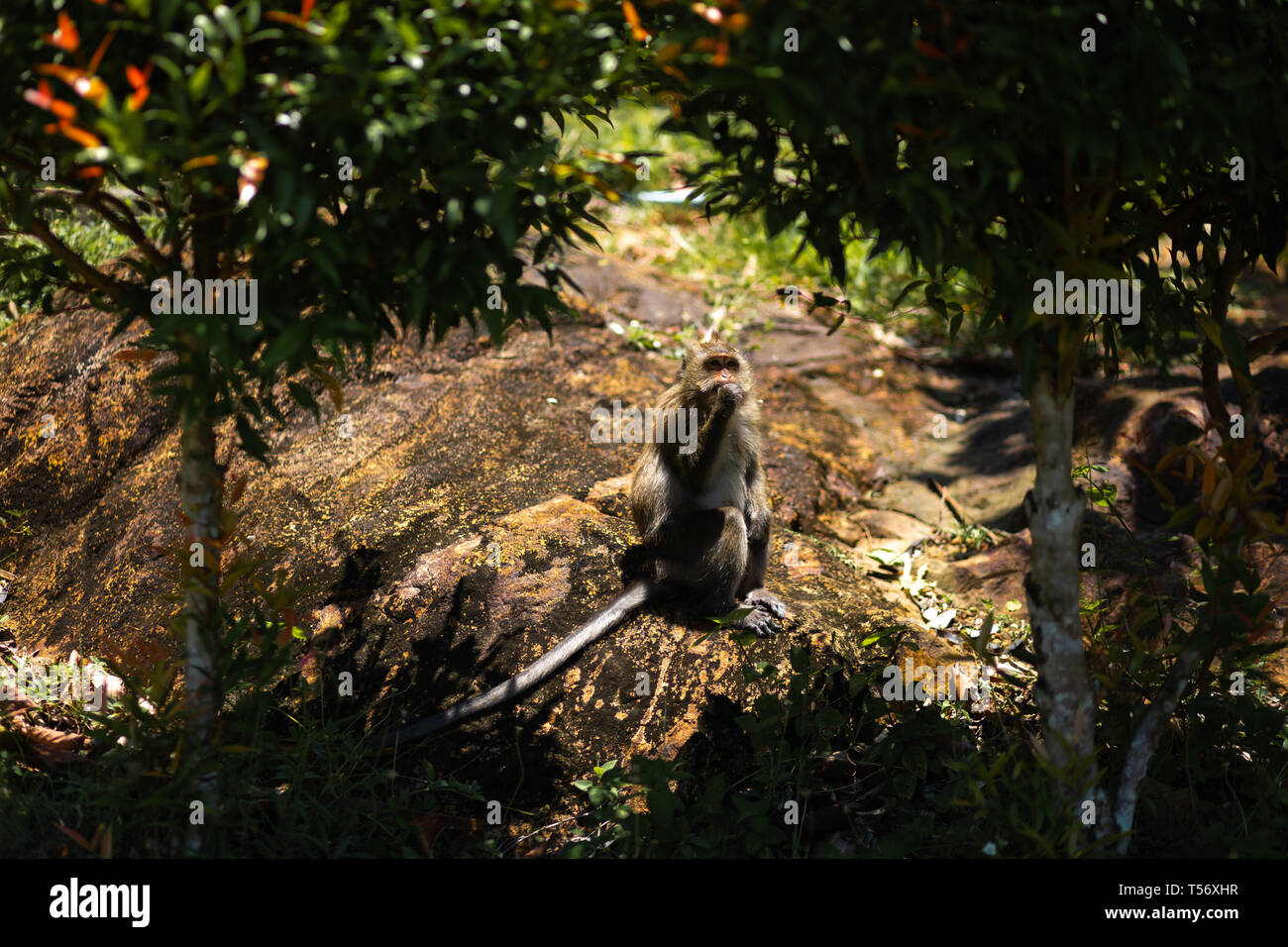 Affe sitzt unter Palmen auf der Insel Ko Chang in Thailand im April, 2018 Stockfoto