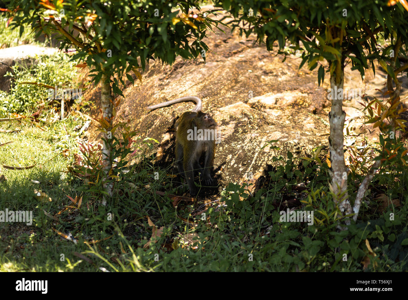 Affe sitzt unter Palmen auf der Insel Ko Chang in Thailand im April, 2018 Stockfoto