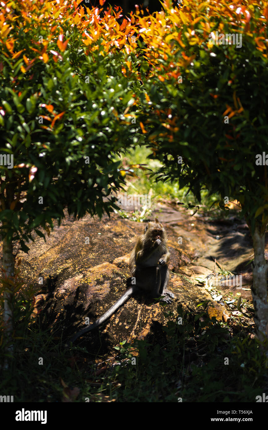 Affe sitzt unter Palmen auf der Insel Ko Chang in Thailand im April, 2018 Stockfoto
