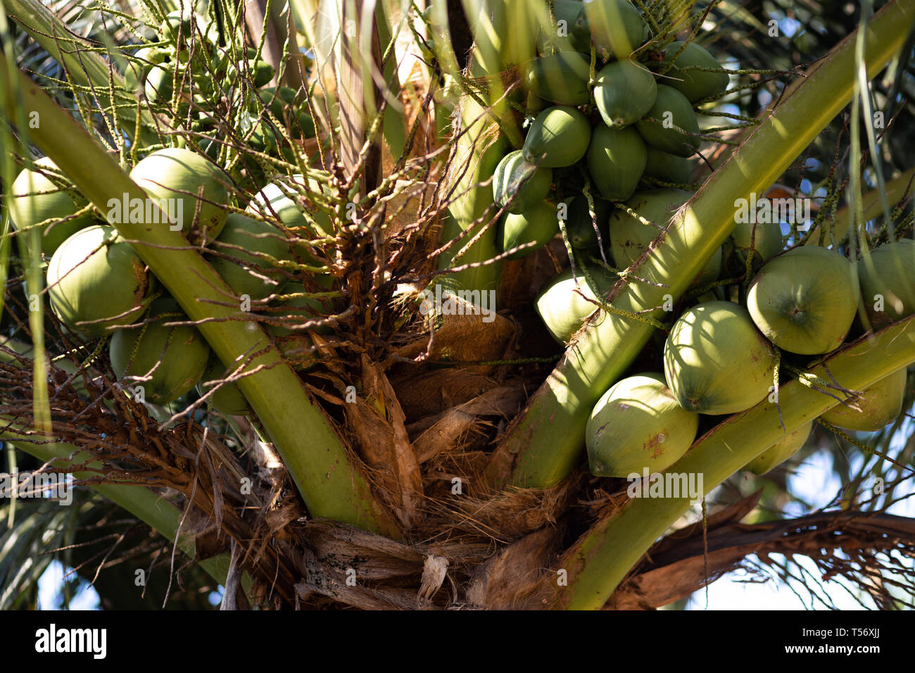Grüne junge Kokosnüsse auf eine Kokospalme - Koh Chang, Thailand, April 2018 Stockfoto